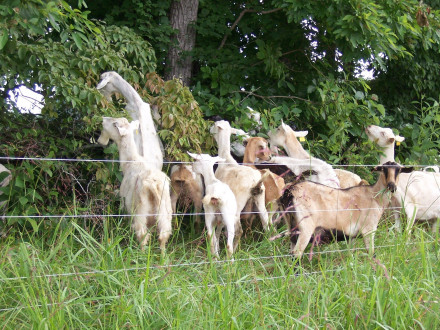 Small goats eating